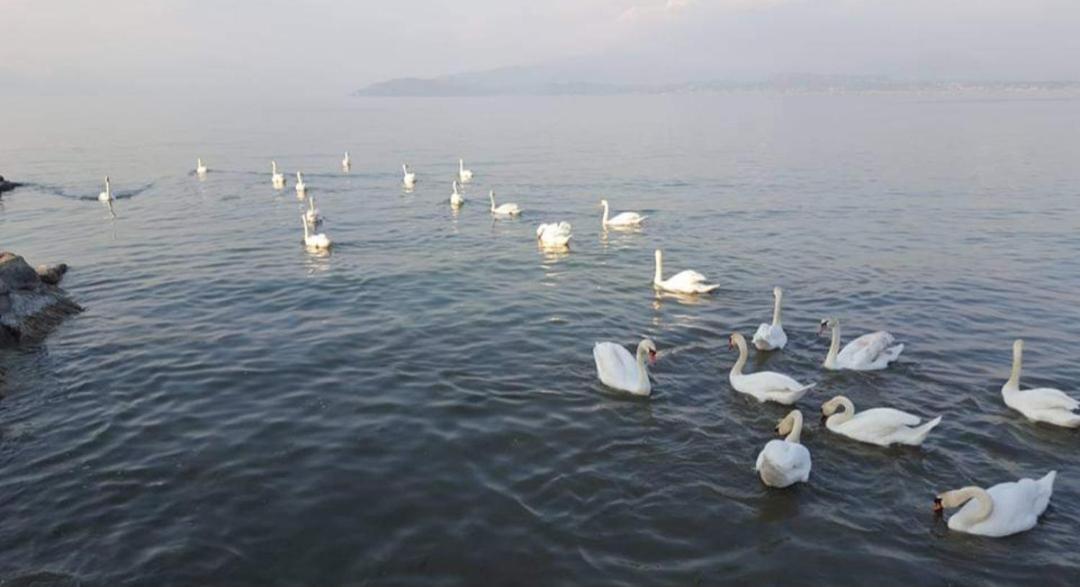 Lago Blue Apartment Sirmione Esterno foto